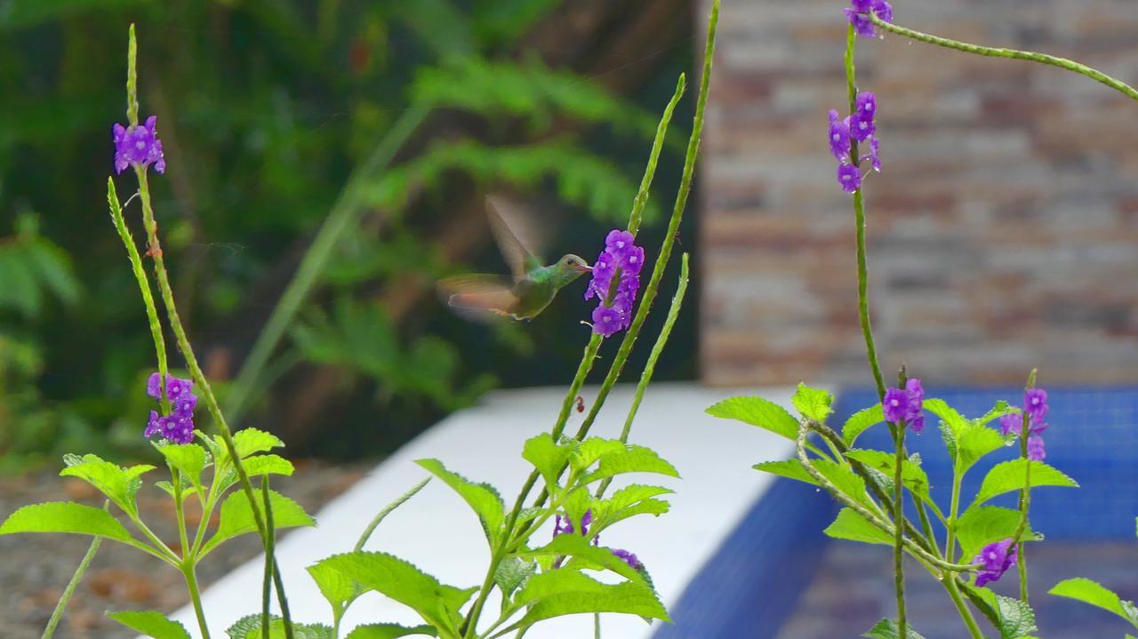 Jardin De Los Monos Matapalo  Экстерьер фото