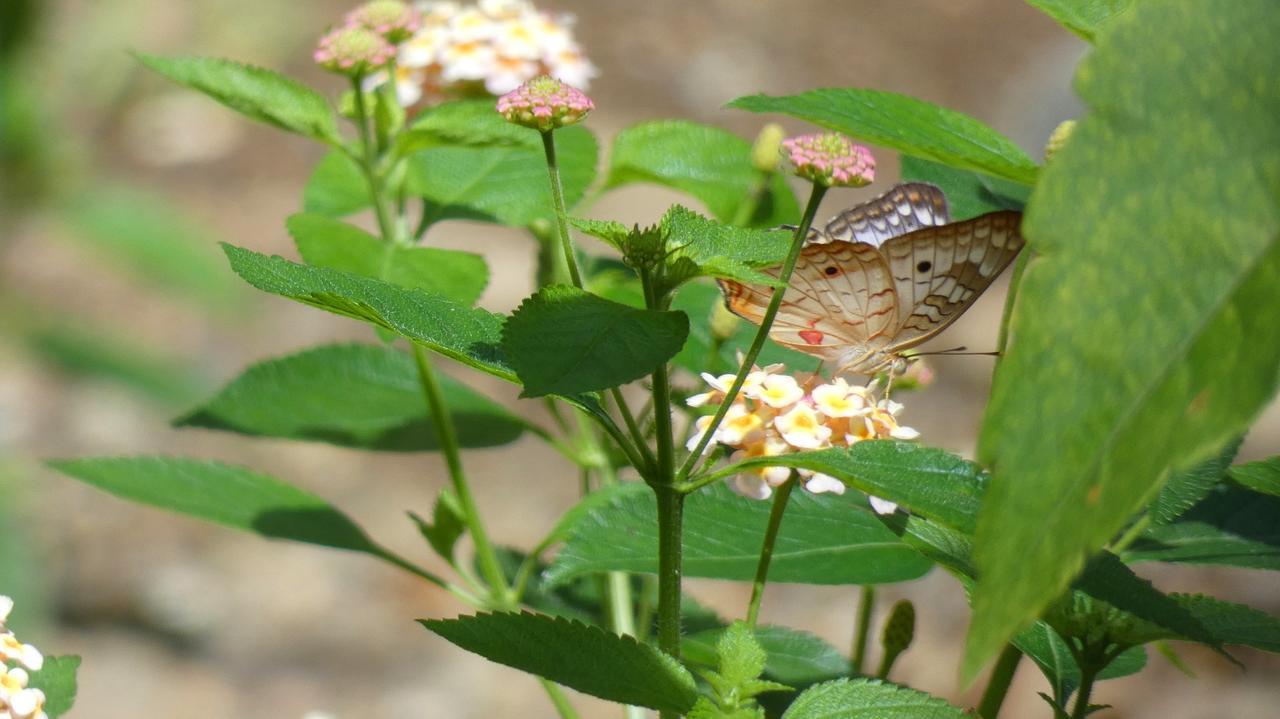Jardin De Los Monos Matapalo  Экстерьер фото