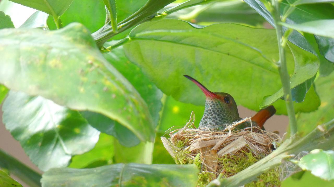 Jardin De Los Monos Matapalo  Экстерьер фото